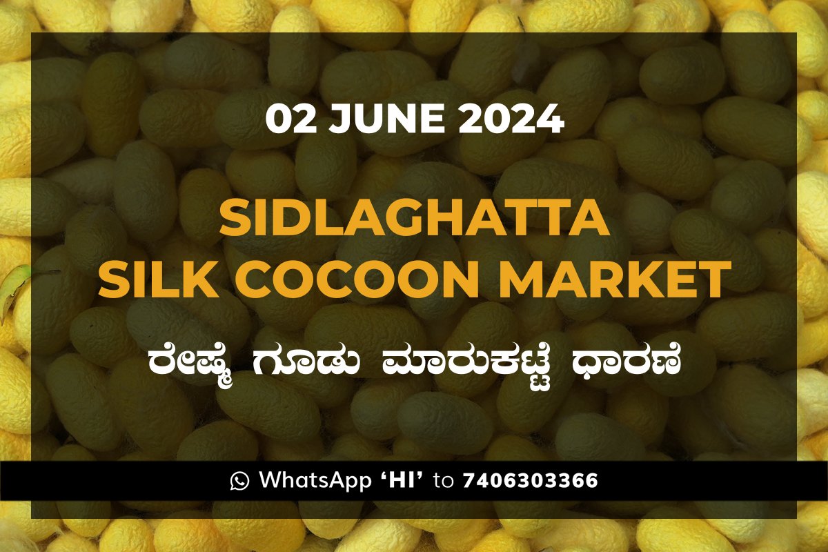 2Jun24ki Sidlaghatta Silk Cocoon Market Price Rate ಶಿಡ್ಲಘಟ್ಟ ರೇಷ್ಮೆ ಗೂಡು ಮಾರುಕಟ್ಟೆ ಧಾರಣೆ