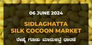 Sidlaghatta Silk Cocoon Market Price Rate ಶಿಡ್ಲಘಟ್ಟ ರೇಷ್ಮೆ ಗೂಡು ಮಾರುಕಟ್ಟೆ ಧಾರಣೆ