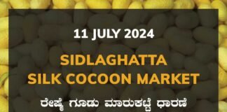 Sidlaghatta Silk Cocoon Market Price Rate ಶಿಡ್ಲಘಟ್ಟ ರೇಷ್ಮೆ ಗೂಡು ಮಾರುಕಟ್ಟೆ ಧಾರಣೆ
