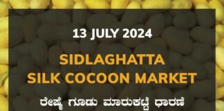 Sidlaghatta Silk Cocoon Market Price Rate ಶಿಡ್ಲಘಟ್ಟ ರೇಷ್ಮೆ ಗೂಡು ಮಾರುಕಟ್ಟೆ ಧಾರಣೆ