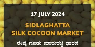 Sidlaghatta Silk Cocoon Market Price Rate ಶಿಡ್ಲಘಟ್ಟ ರೇಷ್ಮೆ ಗೂಡು ಮಾರುಕಟ್ಟೆ ಧಾರಣೆ