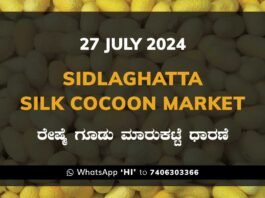 Sidlaghatta Silk Cocoon Market Price Rate ಶಿಡ್ಲಘಟ್ಟ ರೇಷ್ಮೆ ಗೂಡು ಮಾರುಕಟ್ಟೆ ಧಾರಣೆ