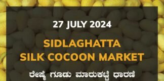 Sidlaghatta Silk Cocoon Market Price Rate ಶಿಡ್ಲಘಟ್ಟ ರೇಷ್ಮೆ ಗೂಡು ಮಾರುಕಟ್ಟೆ ಧಾರಣೆ