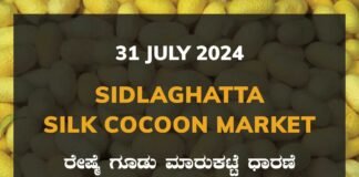 Sidlaghatta Silk Cocoon Market Price Rate ಶಿಡ್ಲಘಟ್ಟ ರೇಷ್ಮೆ ಗೂಡು ಮಾರುಕಟ್ಟೆ ಧಾರಣೆ