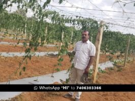Sidlaghatta Chowdasandra Mischief Damage Crop Loss