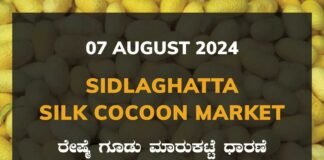 Sidlaghatta Silk Cocoon Market Price Rate ಶಿಡ್ಲಘಟ್ಟ ರೇಷ್ಮೆ ಗೂಡು ಮಾರುಕಟ್ಟೆ ಧಾರಣೆ