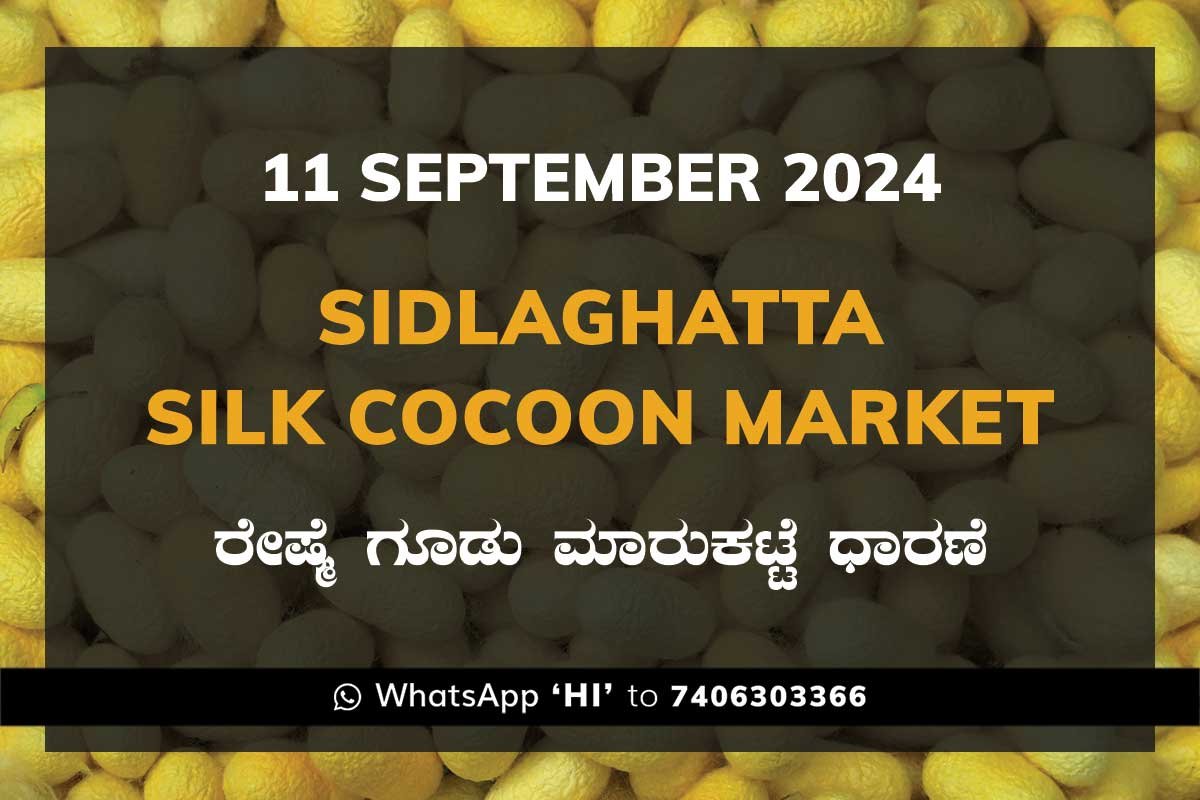 11aug24kb Sidlaghatta Silk Cocoon Market Price Rate ಶಿಡ್ಲಘಟ್ಟ ರೇಷ್ಮೆ ಗೂಡು ಮಾರುಕಟ್ಟೆ ಧಾರಣೆ