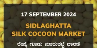 Sidlaghatta Silk Cocoon Market Price Rate ಶಿಡ್ಲಘಟ್ಟ ರೇಷ್ಮೆ ಗೂಡು ಮಾರುಕಟ್ಟೆ ಧಾರಣೆ