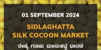 Sidlaghatta Silk Cocoon Market Price Rate ಶಿಡ್ಲಘಟ್ಟ ರೇಷ್ಮೆ ಗೂಡು ಮಾರುಕಟ್ಟೆ ಧಾರಣೆ