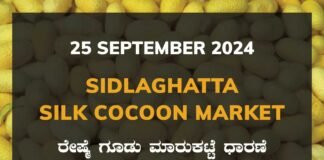 Sidlaghatta Silk Cocoon Market Price Rate ಶಿಡ್ಲಘಟ್ಟ ರೇಷ್ಮೆ ಗೂಡು ಮಾರುಕಟ್ಟೆ ಧಾರಣೆ