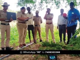 Sidlaghatta Dibburahalli Farmer Grown Marijuana Seized