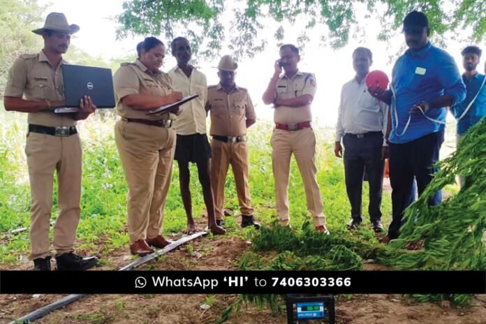 2aug24Sabjpg Sidlaghatta Dibburahalli Farmer Grown Marijuana Seized