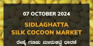 Sidlaghatta Silk Cocoon Market Price Rate ಶಿಡ್ಲಘಟ್ಟ ರೇಷ್ಮೆ ಗೂಡು ಮಾರುಕಟ್ಟೆ ಧಾರಣೆ