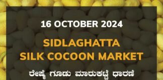 Sidlaghatta Silk Cocoon Market Price Rate ಶಿಡ್ಲಘಟ್ಟ ರೇಷ್ಮೆ ಗೂಡು ಮಾರುಕಟ್ಟೆ ಧಾರಣೆ