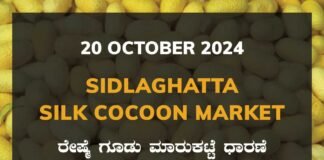 Sidlaghatta Silk Cocoon Market Price Rate ಶಿಡ್ಲಘಟ್ಟ ರೇಷ್ಮೆ ಗೂಡು ಮಾರುಕಟ್ಟೆ ಧಾರಣೆ