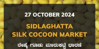 Sidlaghatta Silk Cocoon Market Price Rate ಶಿಡ್ಲಘಟ್ಟ ರೇಷ್ಮೆ ಗೂಡು ಮಾರುಕಟ್ಟೆ ಧಾರಣೆ