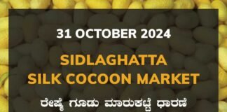 Sidlaghatta Silk Cocoon Market Price Rate ಶಿಡ್ಲಘಟ್ಟ ರೇಷ್ಮೆ ಗೂಡು ಮಾರುಕಟ್ಟೆ ಧಾರಣೆ