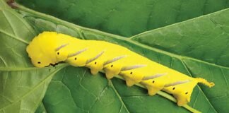 sidlaghatta Death's head hawkmoth Insect