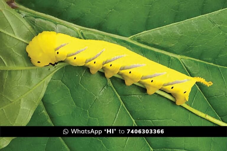 sidlaghatta Death's head hawkmoth Insect