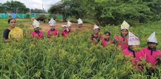 Sidlaghatta Kachahalli School Children Bagless Day in Ragi Field