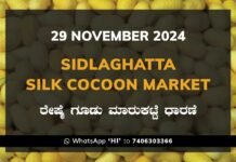 Sidlaghatta Silk Cocoon Market Price Rate ಶಿಡ್ಲಘಟ್ಟ ರೇಷ್ಮೆ ಗೂಡು ಮಾರುಕಟ್ಟೆ ಧಾರಣೆ
