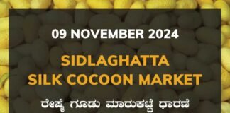 Sidlaghatta Silk Cocoon Market Price Rate ಶಿಡ್ಲಘಟ್ಟ ರೇಷ್ಮೆ ಗೂಡು ಮಾರುಕಟ್ಟೆ ಧಾರಣೆ