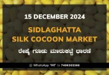 Sidlaghatta Silk Cocoon Market Price Rate ಶಿಡ್ಲಘಟ್ಟ ರೇಷ್ಮೆ ಗೂಡು ಮಾರುಕಟ್ಟೆ ಧಾರಣೆ