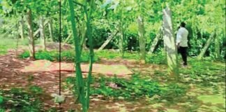 Sidlaghatta Farmers Crop Destruction