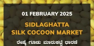 Sidlaghatta Silk Cocoon Market Price Rate ಶಿಡ್ಲಘಟ್ಟ ರೇಷ್ಮೆ ಗೂಡು ಮಾರುಕಟ್ಟೆ ಧಾರಣೆ
