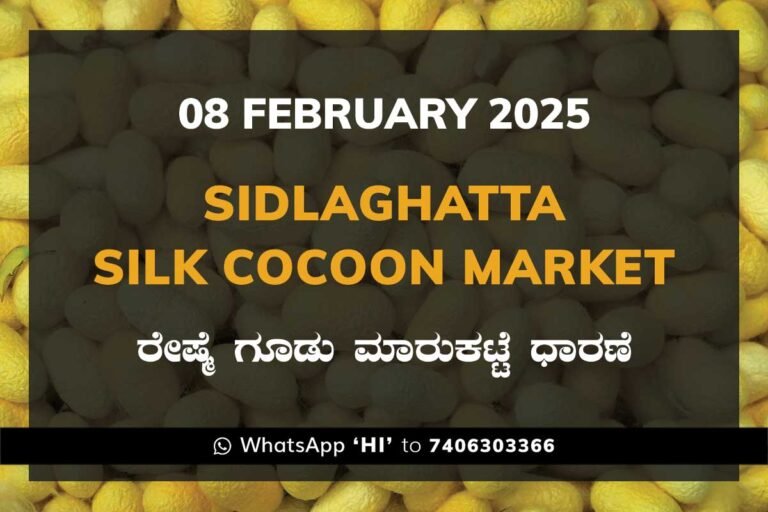 Sidlaghatta Silk Cocoon Market Price Rate ಶಿಡ್ಲಘಟ್ಟ ರೇಷ್ಮೆ ಗೂಡು ಮಾರುಕಟ್ಟೆ ಧಾರಣೆ