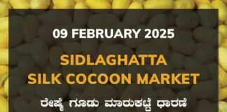 Sidlaghatta Silk Cocoon Market Price Rate ಶಿಡ್ಲಘಟ್ಟ ರೇಷ್ಮೆ ಗೂಡು ಮಾರುಕಟ್ಟೆ ಧಾರಣೆ