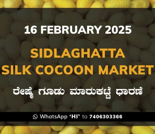 Sidlaghatta Silk Cocoon Market Price Rate ಶಿಡ್ಲಘಟ್ಟ ರೇಷ್ಮೆ ಗೂಡು ಮಾರುಕಟ್ಟೆ ಧಾರಣೆ