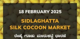 Sidlaghatta Silk Cocoon Market Price Rate ಶಿಡ್ಲಘಟ್ಟ ರೇಷ್ಮೆ ಗೂಡು ಮಾರುಕಟ್ಟೆ ಧಾರಣೆ