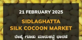 Sidlaghatta Silk Cocoon Market Price Rate ಶಿಡ್ಲಘಟ್ಟ ರೇಷ್ಮೆ ಗೂಡು ಮಾರುಕಟ್ಟೆ ಧಾರಣೆ
