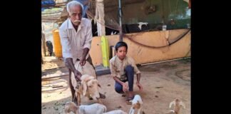 Sidalghatta Appegowdanahalli Sheep gives birth to 4 lambs