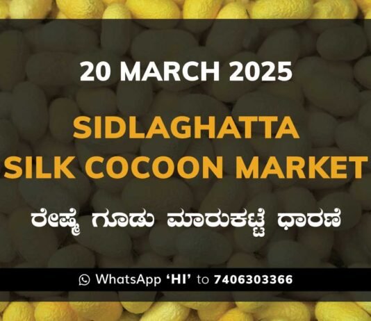 Sidlaghatta Silk Cocoon Market Price Rate ಶಿಡ್ಲಘಟ್ಟ ರೇಷ್ಮೆ ಗೂಡು ಮಾರುಕಟ್ಟೆ ಧಾರಣೆ