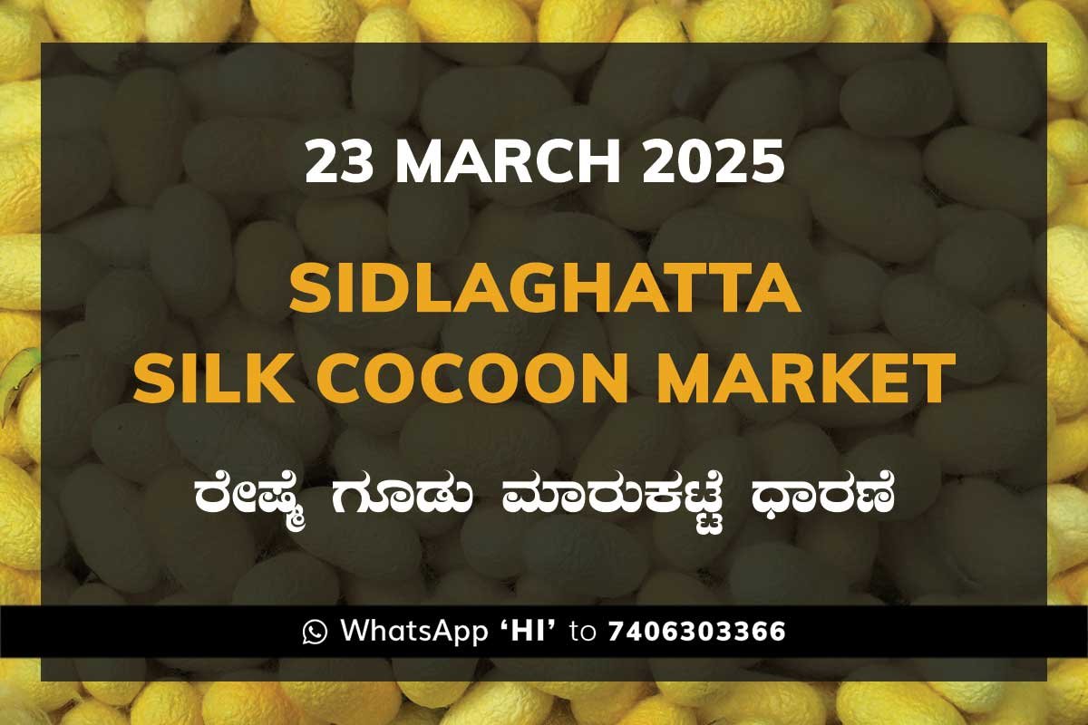 23MarKi Sidlaghatta Silk Cocoon Market Price Rate ಶಿಡ್ಲಘಟ್ಟ ರೇಷ್ಮೆ ಗೂಡು ಮಾರುಕಟ್ಟೆ ಧಾರಣೆ
