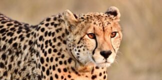 Sidlaghatta Cheetah
