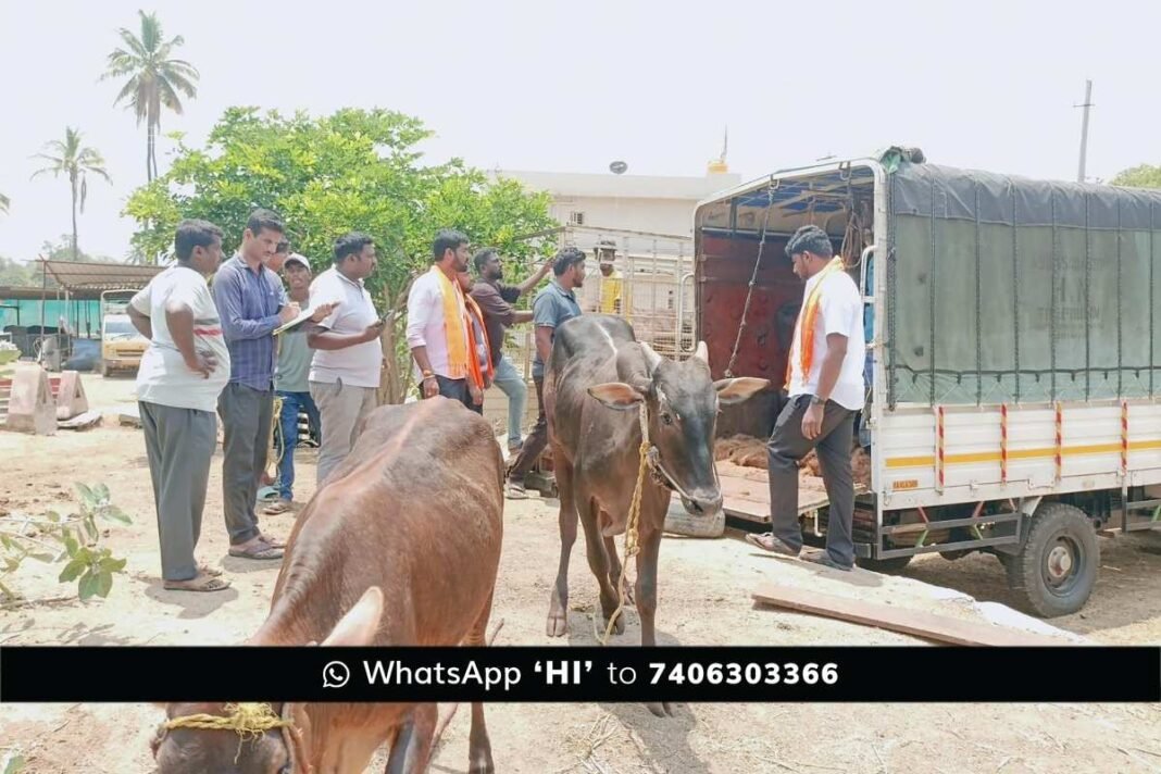 Sidlaghatta Illegal Cattle transport stopped