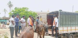Sidlaghatta Illegal Cattle transport stopped