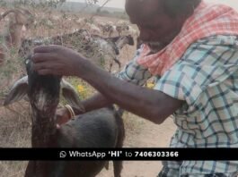 Sidlaghatta Palicherlu Leopard Attack