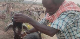 Sidlaghatta Palicherlu Leopard Attack