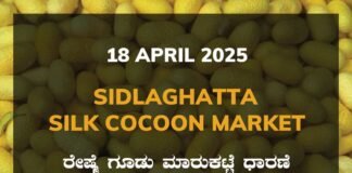 Sidlaghatta Silk Cocoon Market Price Rate ಶಿಡ್ಲಘಟ್ಟ ರೇಷ್ಮೆ ಗೂಡು ಮಾರುಕಟ್ಟೆ ಧಾರಣೆ