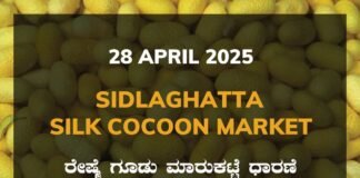 Sidlaghatta Silk Cocoon Market Price Rate ಶಿಡ್ಲಘಟ್ಟ ರೇಷ್ಮೆ ಗೂಡು ಮಾರುಕಟ್ಟೆ ಧಾರಣೆ