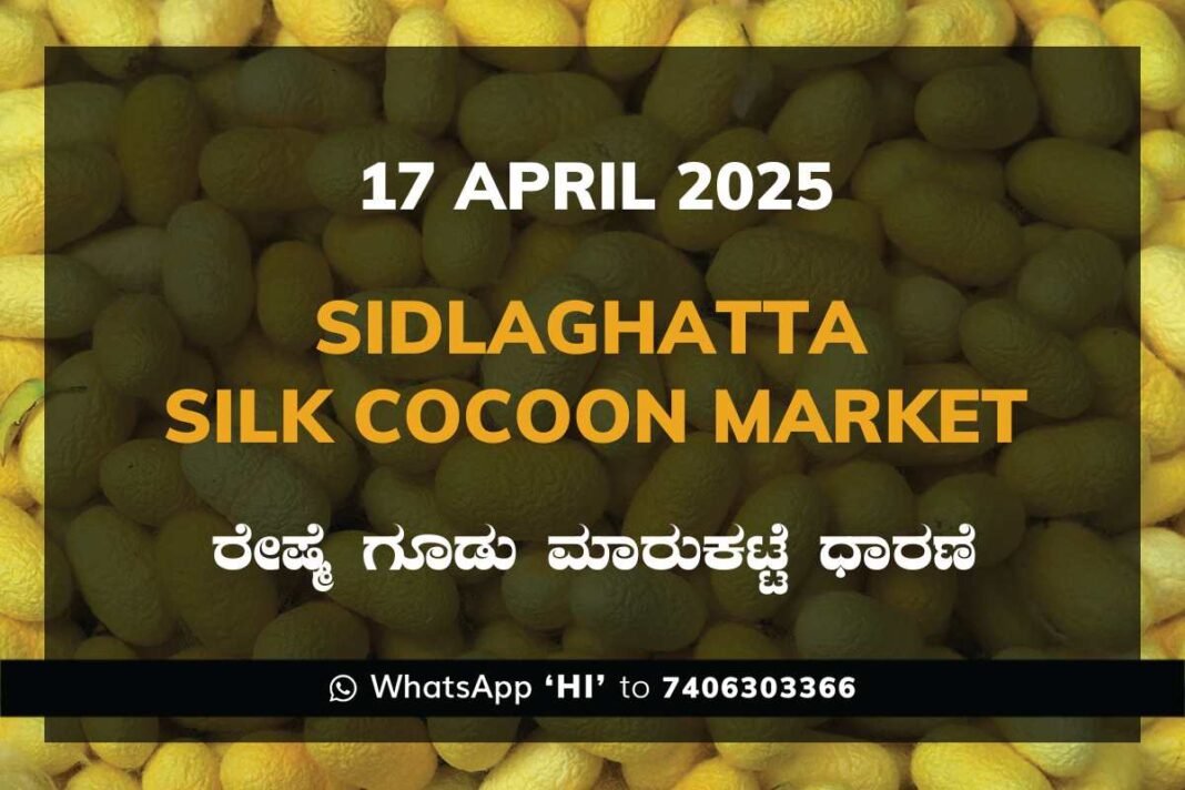 Sidlaghatta Silk Cocoon Market Price Rate ಶಿಡ್ಲಘಟ್ಟ ರೇಷ್ಮೆ ಗೂಡು ಮಾರುಕಟ್ಟೆ ಧಾರಣೆ