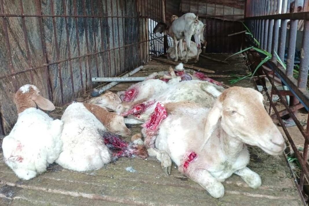 Sidlaghatta Kuttandahalli Stray Dogs attack sheep