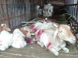 Sidlaghatta Kuttandahalli Stray Dogs attack sheep