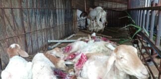 Sidlaghatta Kuttandahalli Stray Dogs attack sheep