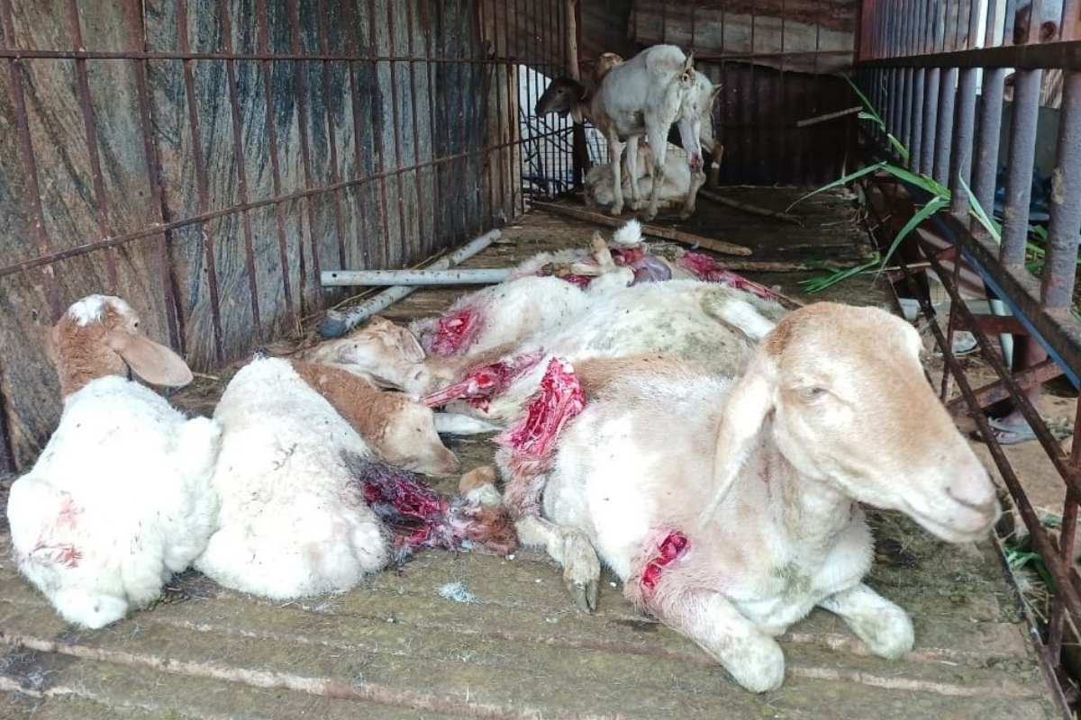 19MayS1 Sidlaghatta Kuttandahalli Stray Dogs attack sheep