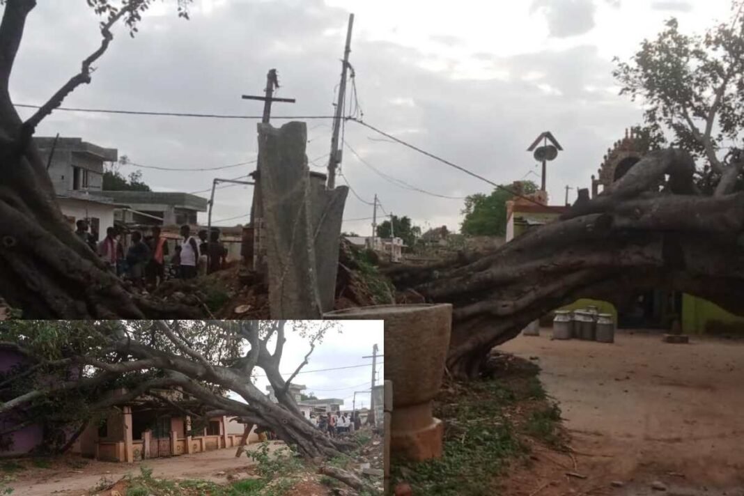 Sidlaghatta Marappanahalli Rain Tree Fall